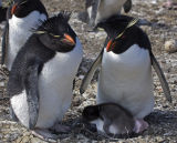 Rockhopper Penguins